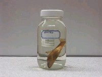 藏品(臺灣石(魚賓))的圖片